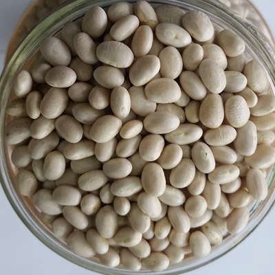 Haricots blancs biologiques