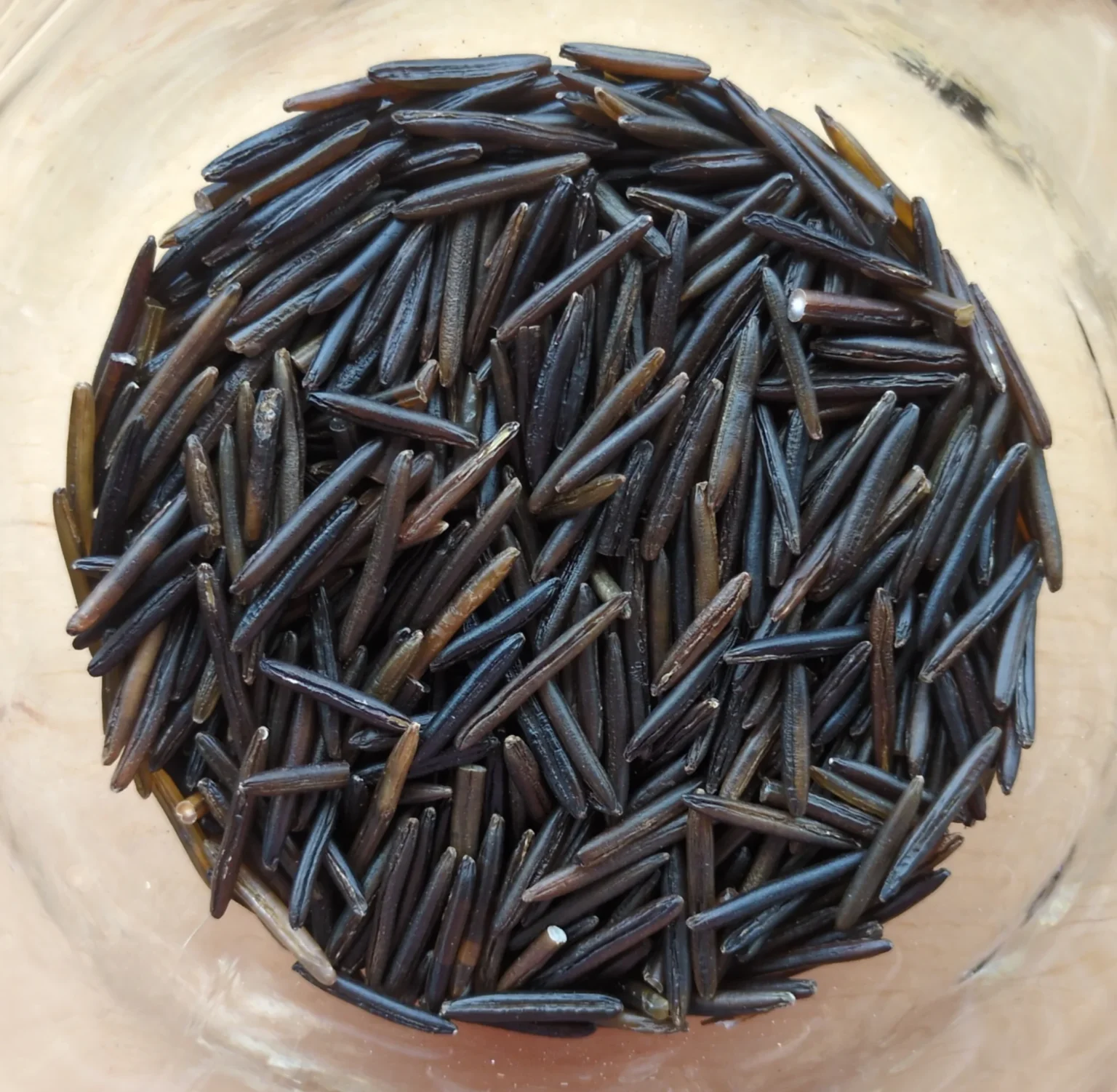 Riz sauvage long du Canada