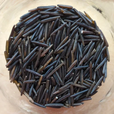 Riz sauvage long du Canada