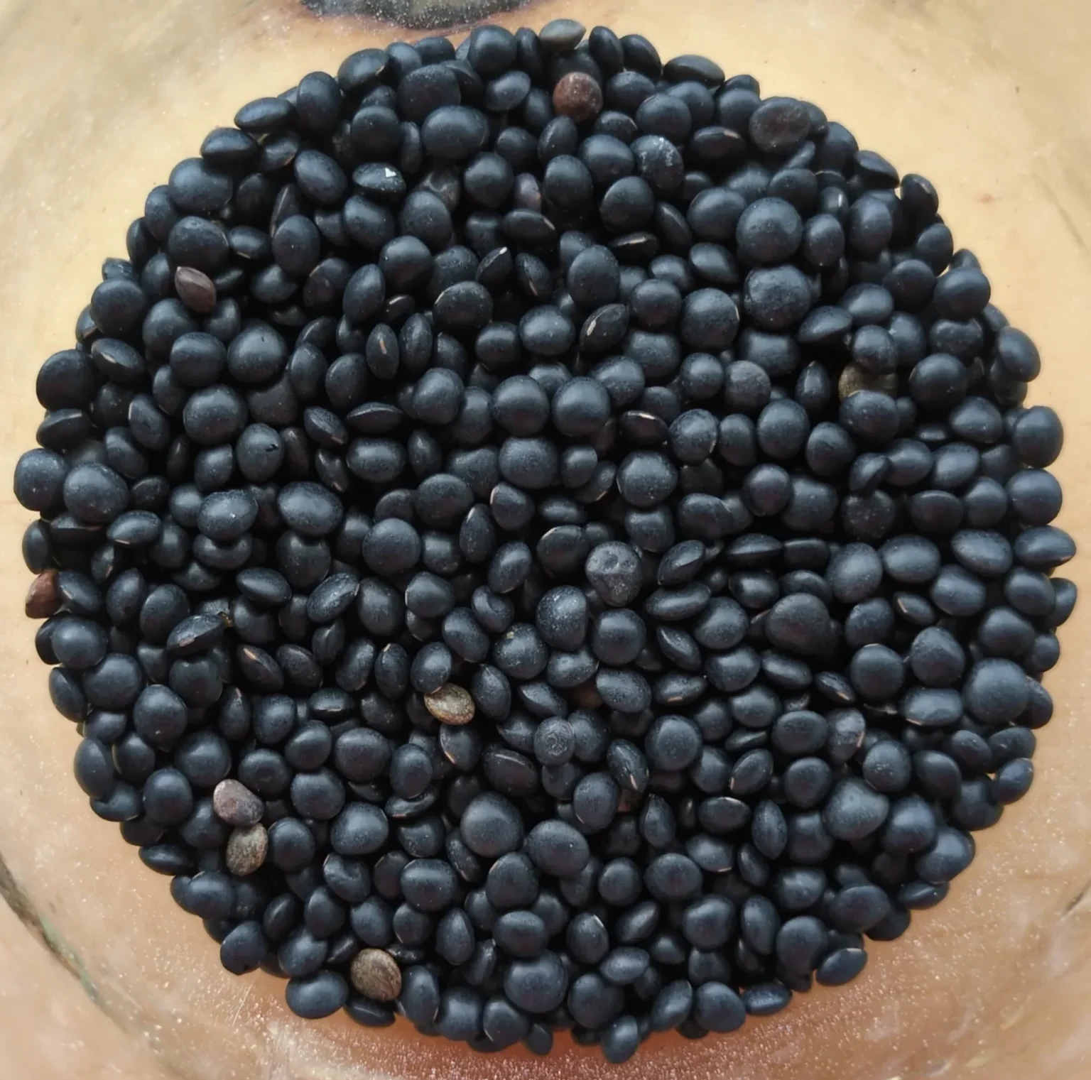 Lentilles beluga du Québec