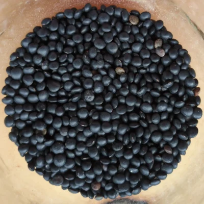 Lentilles beluga du Québec