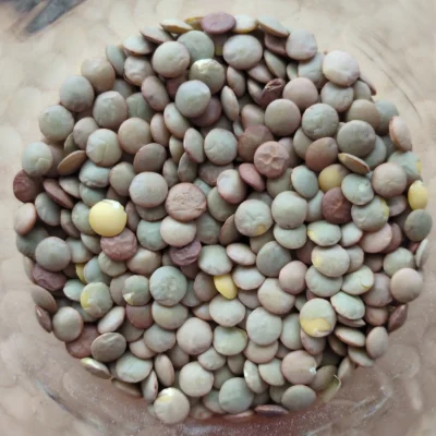 Lentilles vertes