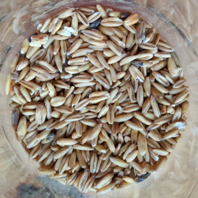 Avoine nue - Riz du Québec