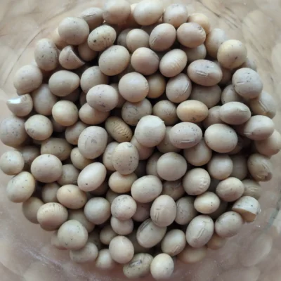 Fève soya sec biologique du Québec