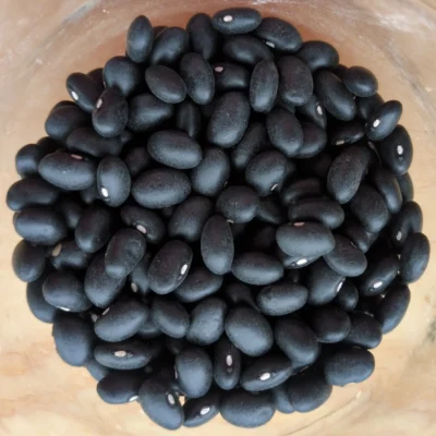 Haricots noirs bio du Québec