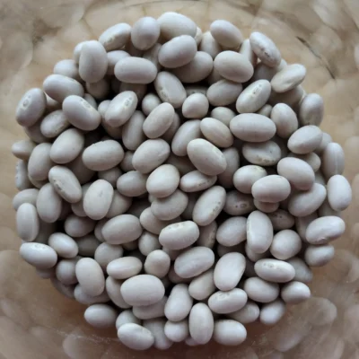 Haricot navy blanc