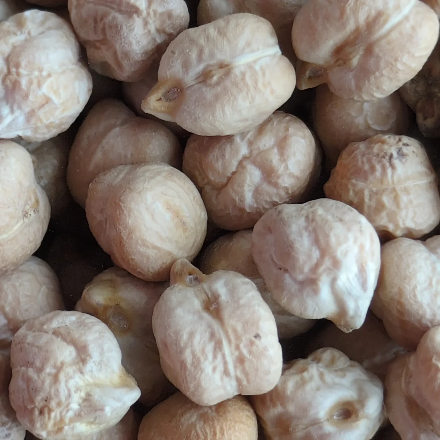 Pois chiches en gros plan