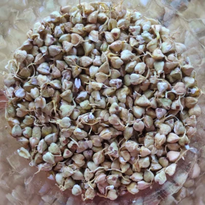 Sarrasin germé et déshydraté