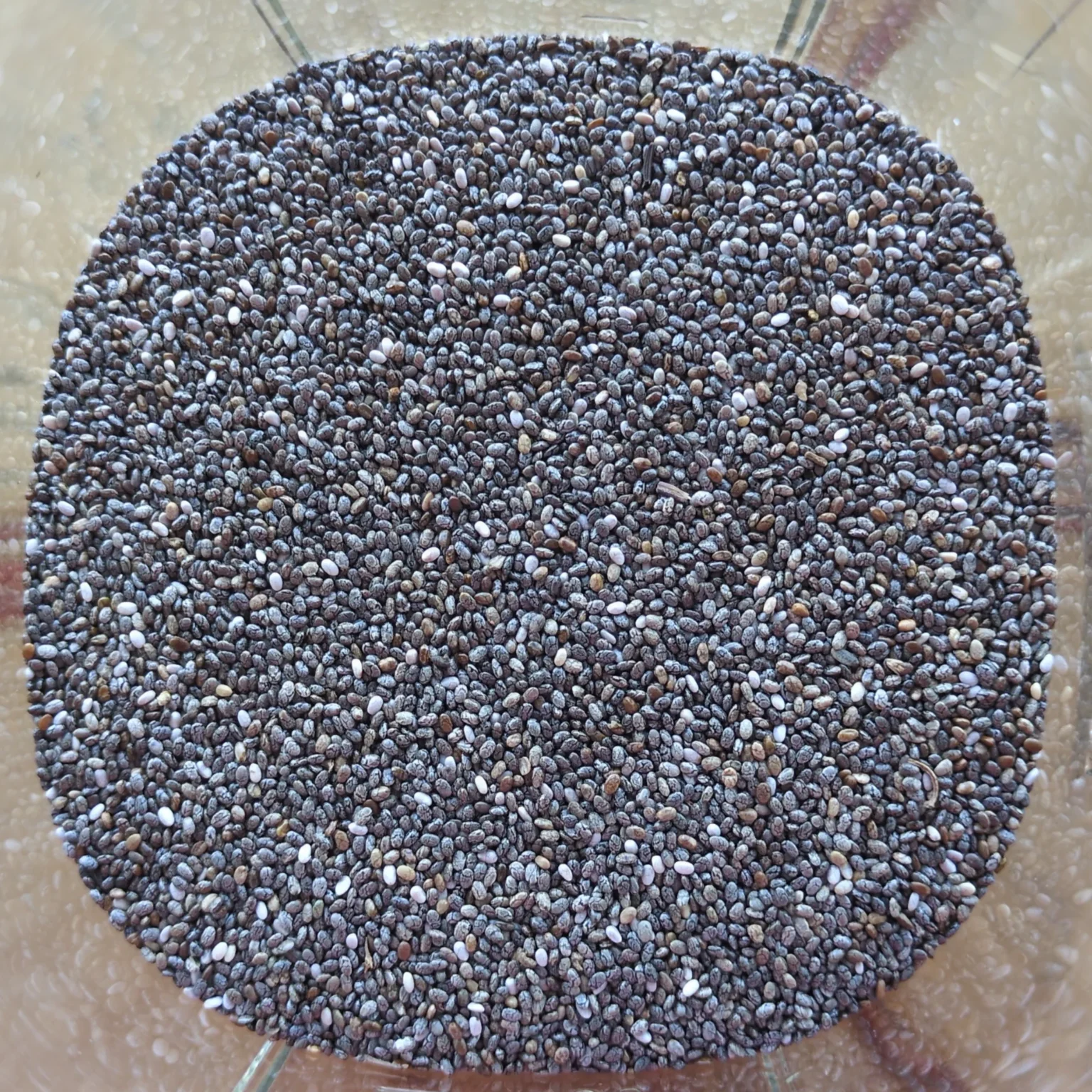 Graines entière de chia noir.