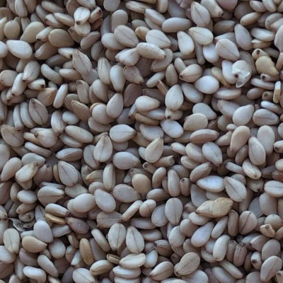 Graines de sésame naturel en gros plan