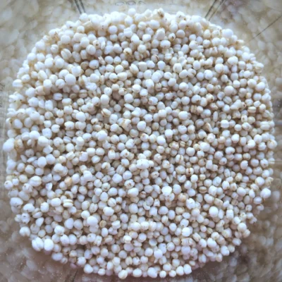 grain de quinoa soufflé tendre