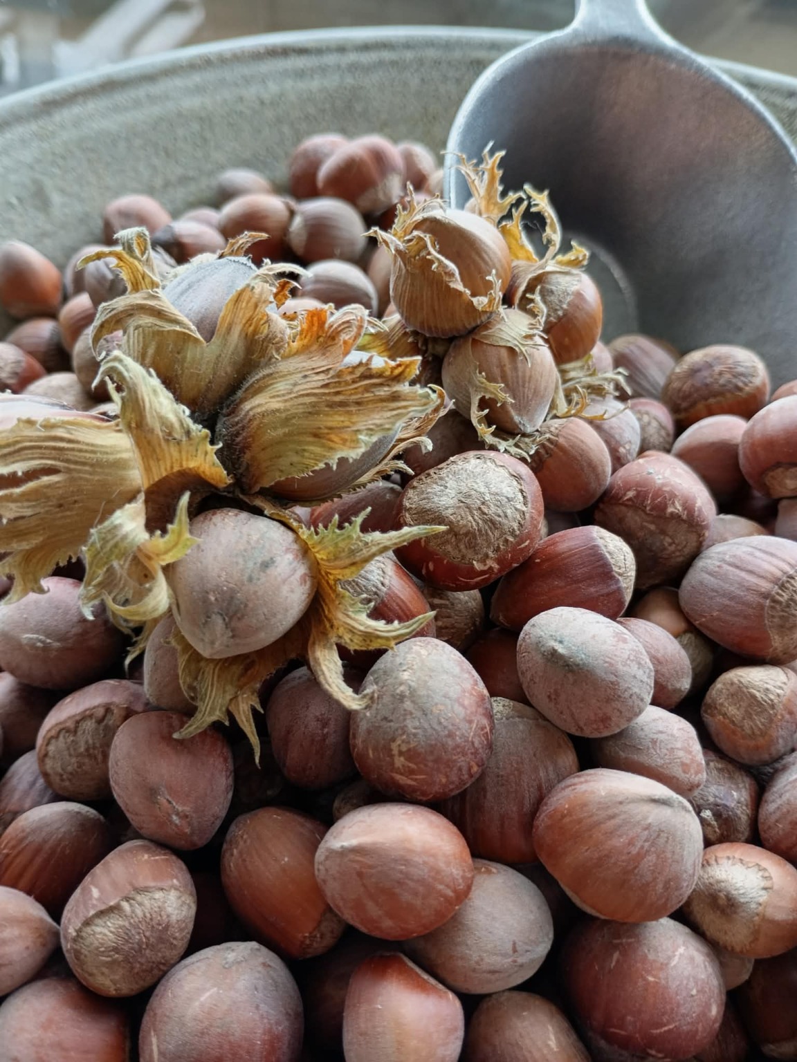 Noisettes du Québec en écaille