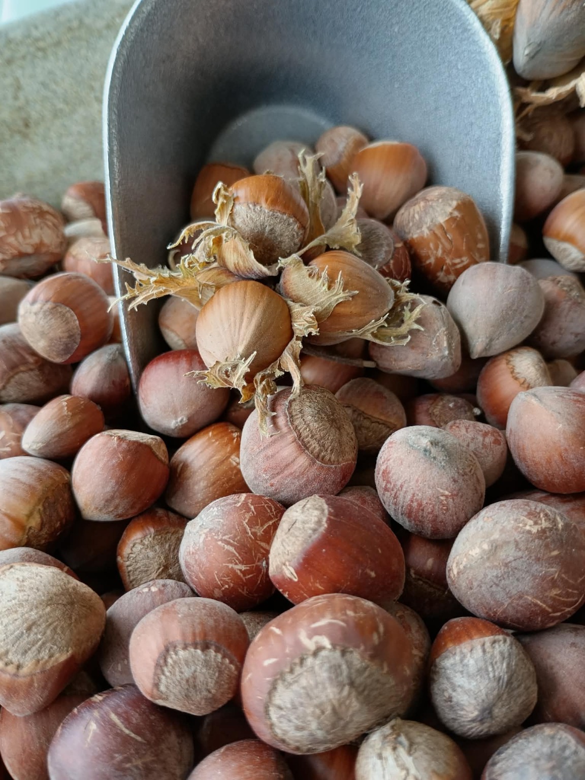 Noisettes du Québec en écaille