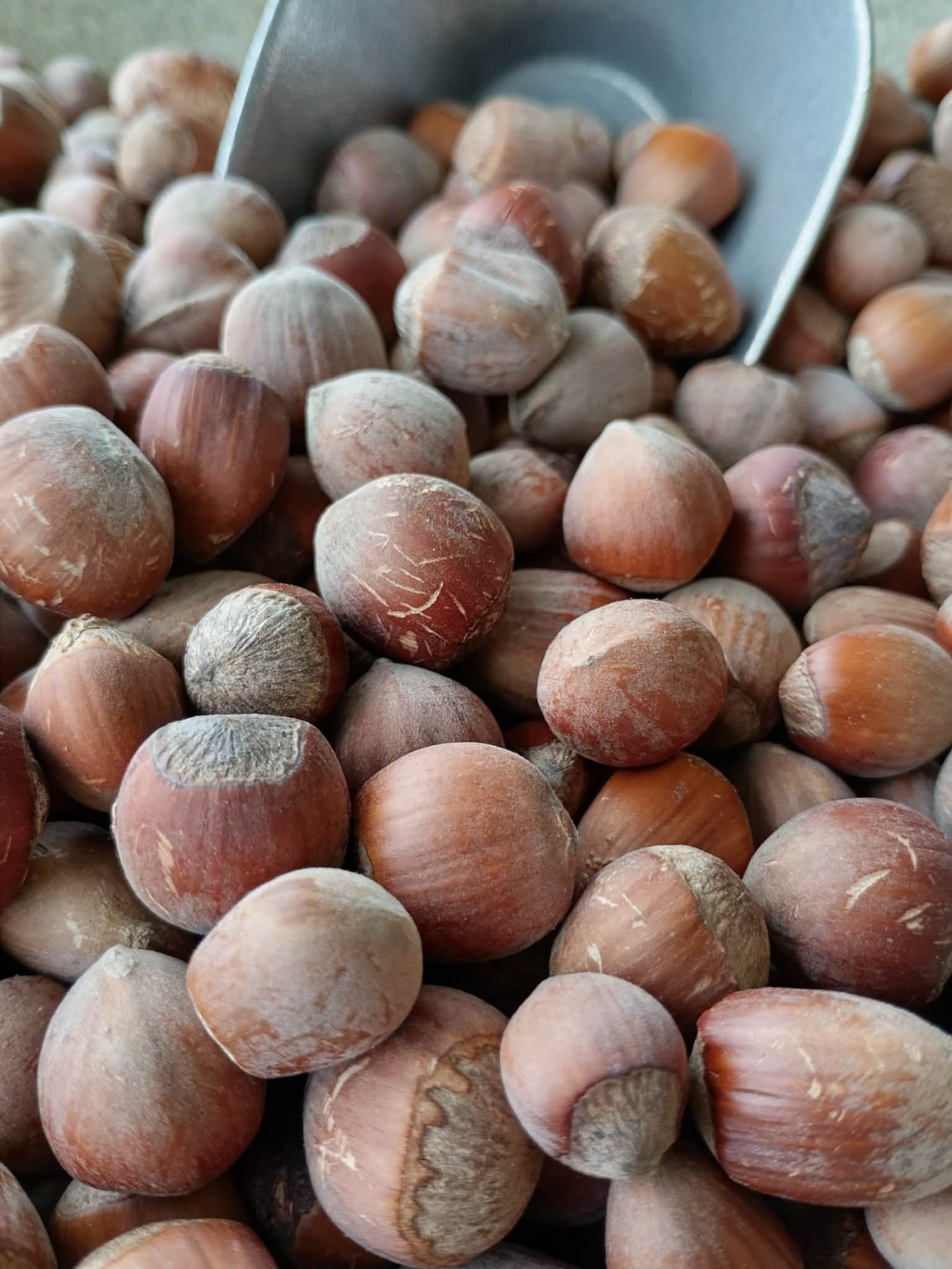 Noisettes du Québec en écaille