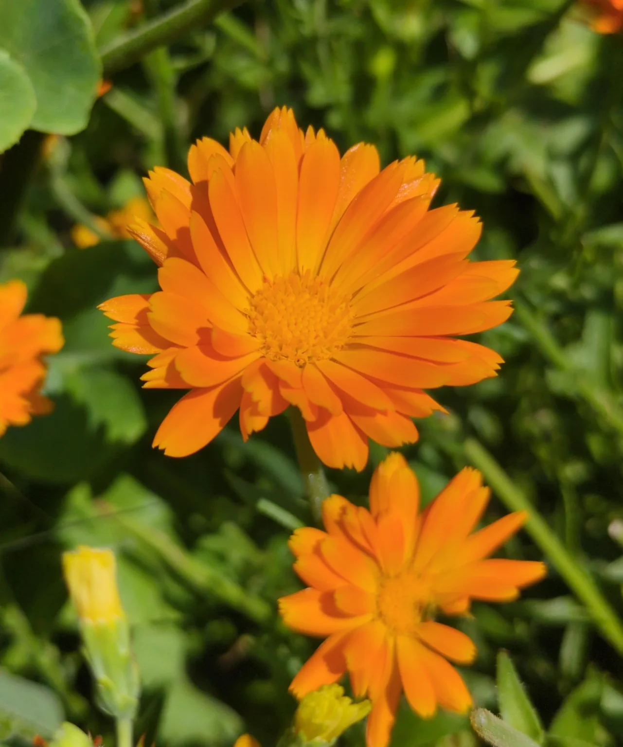Fleur de Calendule (Souci)